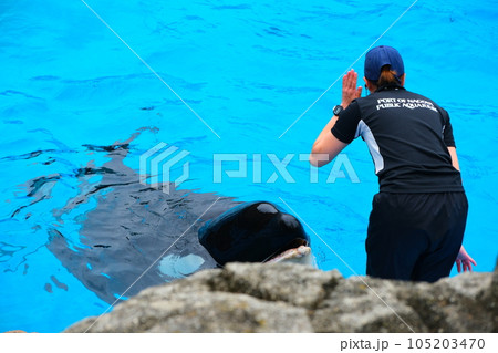 名古屋港水族館のシャチ 名古屋港水族館のシャチ 105203470