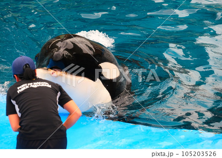 名古屋港水族館のシャチ 105203526
