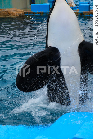 名古屋港水族館のシャチ 105203554