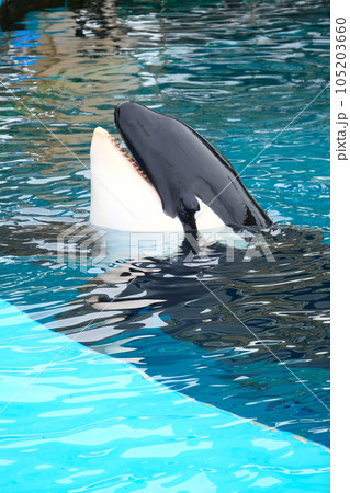 名古屋港水族館のシャチ 名古屋港水族館のシャチ 105203660