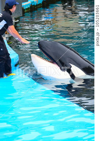 名古屋港水族館のシャチ 名古屋港水族館のシャチ 105203661