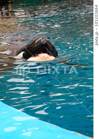 名古屋港水族館のシャチ 名古屋港水族館のシャチ 105203664