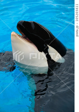 名古屋港水族館のシャチ 名古屋港水族館のシャチ 105203811