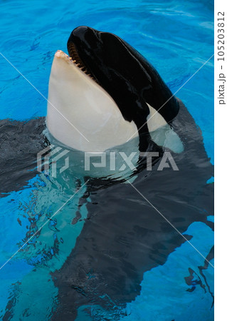 名古屋港水族館のシャチ 名古屋港水族館のシャチ 105203812