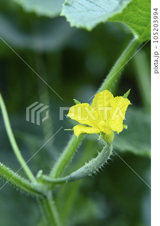キュウリの花 105203994