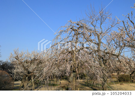 早春の水戸・偕楽園(満開の梅の花) 早春の水戸・偕楽園(満開の梅の花) 105204033