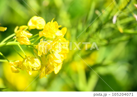 菜の花のある風景 105204071