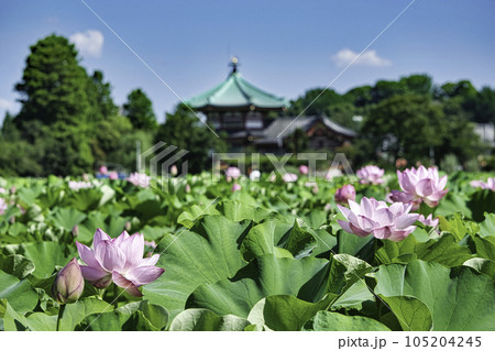 東京都　上野公園　不忍池　蓮の花 105204245