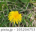 タンポポとハナアブ 105204753