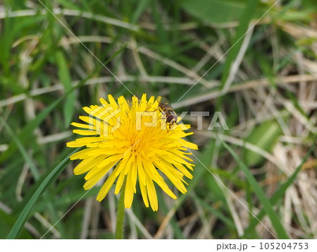 タンポポとハナアブ タンポポとハナアブ 105204753