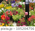 カラフルな春の花 105204756
