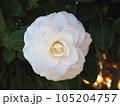 白い椿 105204757