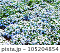 青い花の花壇 105204854