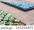 青い花 105204855