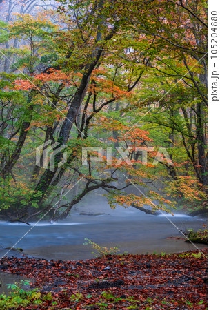 奥入瀬渓流(秋) 奥入瀬渓流(秋) 105204880
