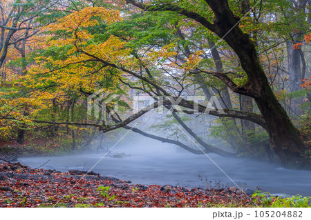 奥入瀬渓流(秋) 奥入瀬渓流(秋) 105204882