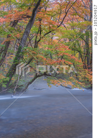 奥入瀬渓流(秋) 奥入瀬渓流(秋) 105204917
