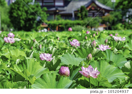 東京都　上野公園　不忍池　蓮の花 105204937