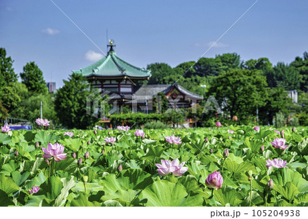 東京都　上野公園　不忍池　蓮の花 105204938