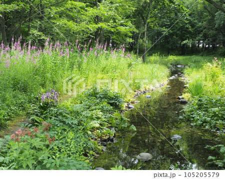 六花の森 庭園風景 六花の森 庭園風景 105205579