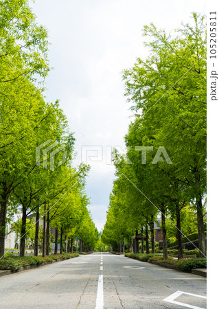 太陽が丘地区へと続くメタセコイア並木道の夏の景色｜メタセ大通り｜石川県金沢市 105205811
