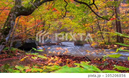 奥入瀬渓流（秋） 105206856