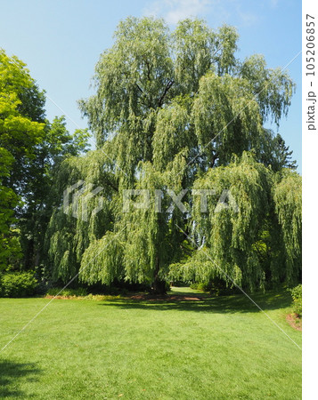 真鍋庭園の風景 ヨーロッパガーデン 真鍋庭園の風景 ヨーロッパガーデン 105206857