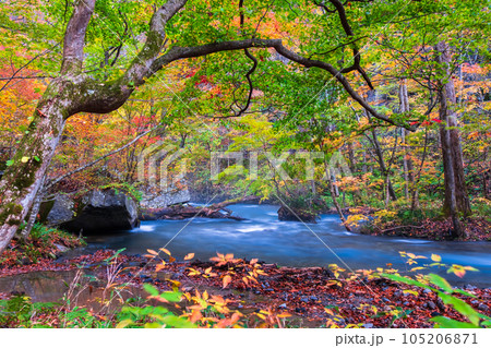 奥入瀬渓流（秋） 105206871