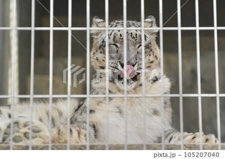 舌を出している可愛いヒョウ① 105207040