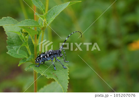 ゴマダラカミキリ 105207076