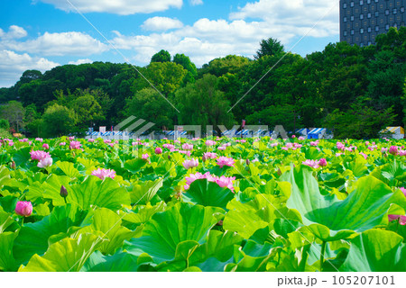 上野公園 不忍池 ハスの花 105207101