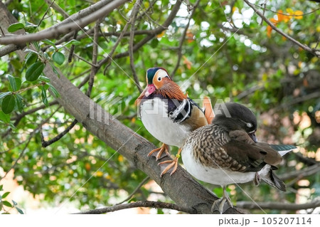 木陰でのんびりくつろぐオシドリのカップル 105207114