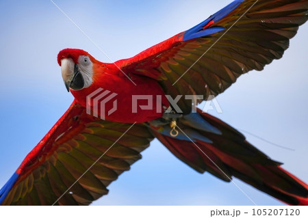青空バックに優雅に飛ぶベニコンゴウインコの写真素材 [105207120] - PIXTA