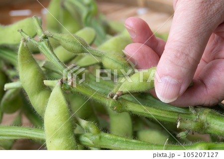 枝豆 枝付き 枝豆 枝付き 105207127