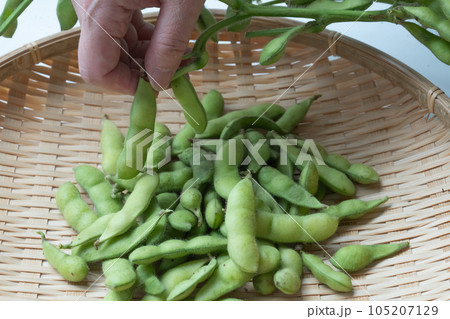 枝豆 枝付き 枝豆 枝付き 105207129