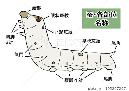 リアルな蚕のイラスト各名称付き 105207297