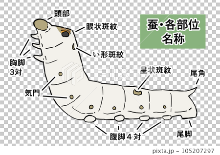 Realistic illustration of silkworm with each name 105207297