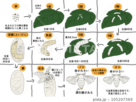 蚕の一生イラストセット 105207369