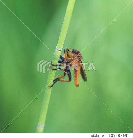 アオメアブ アオメアブ 105207693