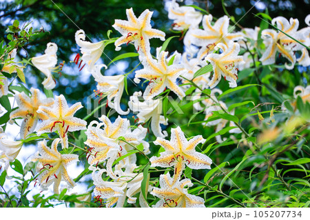 初夏のやまゆり 初夏のやまゆり 105207734
