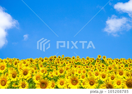 広大な向日葵畑と青空　 105208785