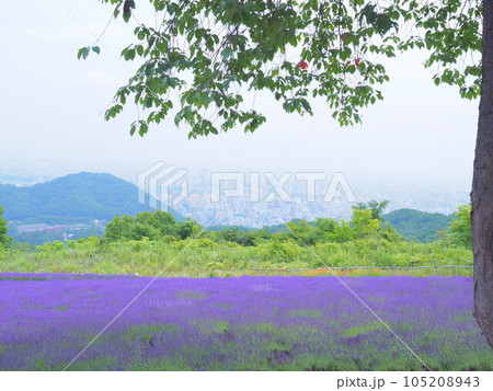 北海道絶景 幌見峠ラベンダー園 北海道絶景 幌見峠ラベンダー園 105208943