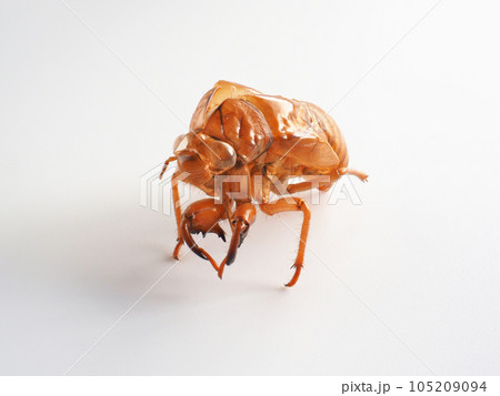 セミの抜け殻 白バックイメージ セミの抜け殻 白バックイメージ 105209094