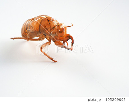 セミの抜け殻 白バックイメージ セミの抜け殻 白バックイメージ 105209095