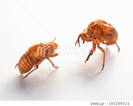 セミの抜け殻　白バックイメージ 105209121