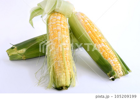 とうもろこし(ドルチェドリーム) とうもろこし(ドルチェドリーム) 105209199