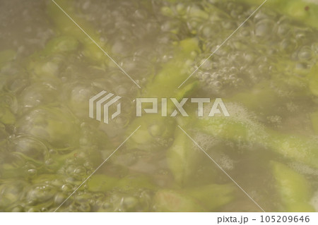 枝豆 茹る 枝豆 茹る 105209646