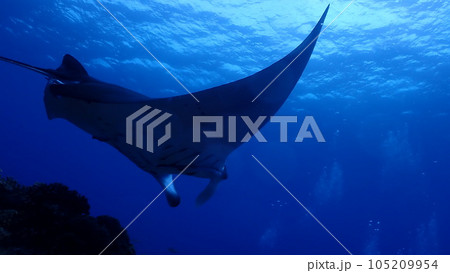ナンヨウマンタ ナンヨウマンタ 105209954