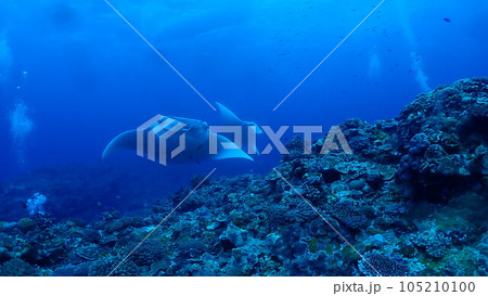 ナンヨウマンタ 105210100