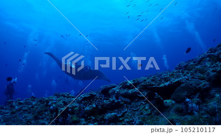 ナンヨウマンタ 105210117